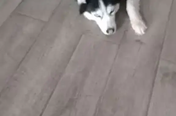 Пропала собака, Жемчужная 4, Воронеж