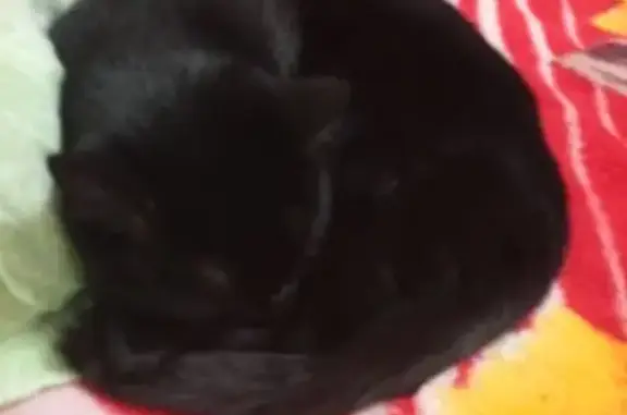 Найдена кошка, Сургут, фото: Кошка найдена, Сургут, ХМАО-Югра