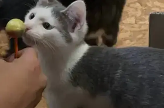 Кошки потеряшки, Зеленоград, фото: Потеряшка кошка, ул. Лётчицы Тарасовой.
