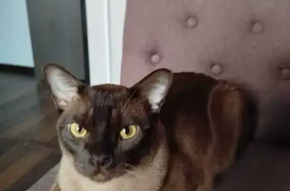 Пропала кошка на ул. Баумана, 12, Королёв