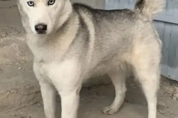 Пропала собака, ул. Сосновый Бор, 26