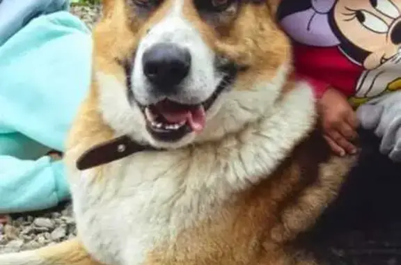 Пропала собака, Елизово, 5 стройка