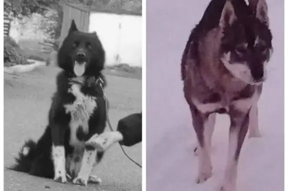 Пропала собака, Заречная ул., 14, Степановский