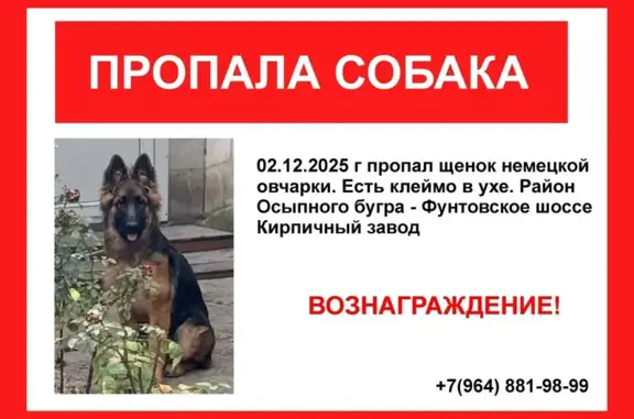 Собаки потеряшки, Астраханская область, фото: Потеряшка собака на Фунтовском шоссе