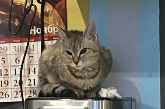 Кошки потеряшки, Пермь, фото: Кошка пропала: Новоржевская 40, Пермь