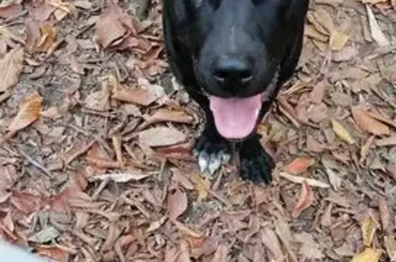 Найдена собака, Краснодарский край, фото: Собака найдена в Заречье, Краснодарский край