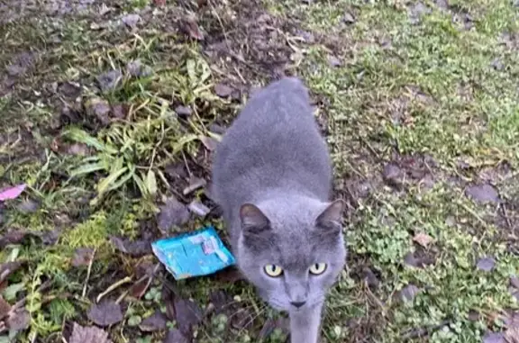 Найдена кошка, Медведево, фото: Кошка найдена, Комсомольская 38, Медведево