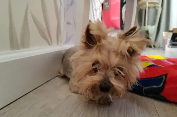 Найдена собака, Москва, фото: Найдена собака в районе Троицк, Москва