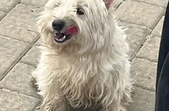 Найдена собака, Ростов-на-Дону, фото: Собака найдена: Купеческая ул, 22, РнД