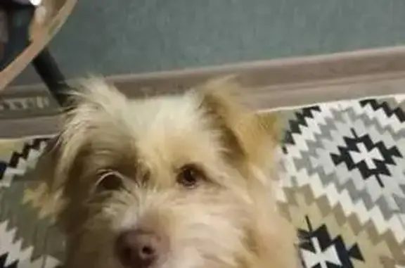 Собаки потеряшки, Северская, фото: Потеряшка собака, Кирпичная 31, Северская