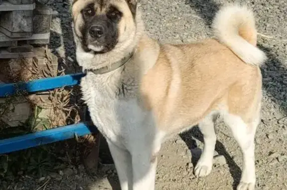 Собаки потеряшки, , фото: Потеряшка собака, Школьная ул. 1А, Ракитное