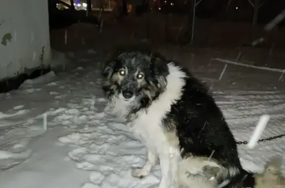 Пропала собака в Берсеневке, Мордовия