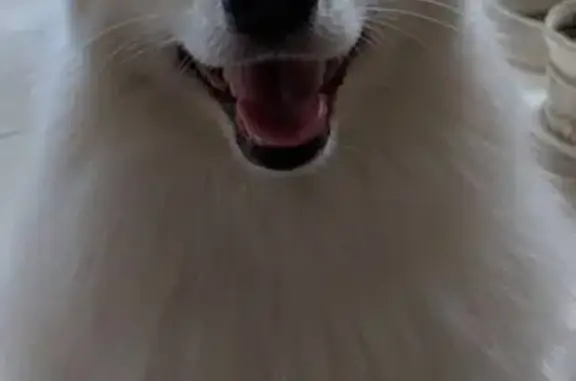 Найдена собака, Ростов-на-Дону, фото: Найдена собака, Артёмовская 51, Ростов