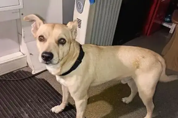 Найдена собака, Томск, фото: Томск, МПС Северный 8: найден кот британец