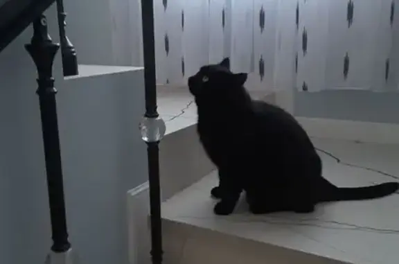 Пропал кот, Прудище, Весенняя 14В