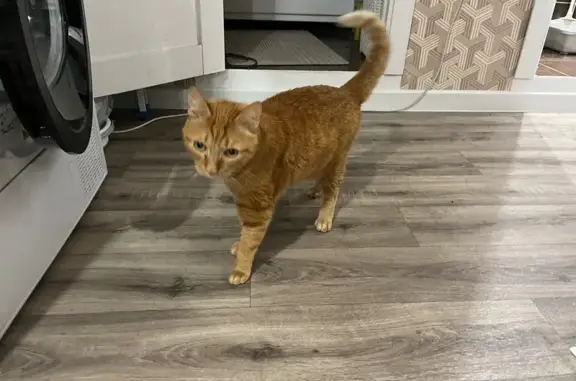 Найдена кошка, Красноярск, фото: Найдена кошка, Урванцева 17, Красноярск