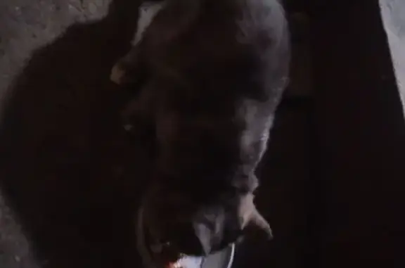 Найдена кошка, Оренбург, фото: Найдена кошка, Салмышская 7/2, Оренбург