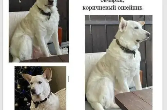 Собаки потеряшки, Куток, фото: Потеряшка пёс в Кутке, СНТ Колос, Автомобилист