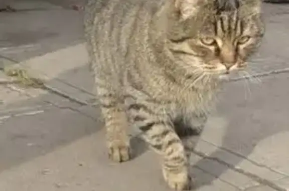 Кошка найдена: Школьная ул., 8, Гауф - photo