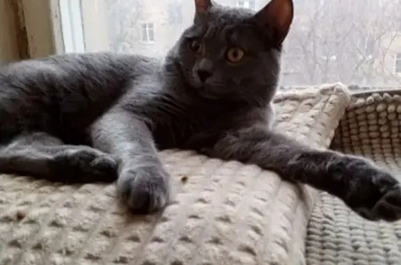 Найдена кошка, Москва, фото: Кошка найдена: 2-я Квесисская ул., 6 с3