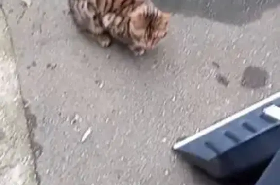 Найдена кошка, Московская область, фото: Кошка найдена: Троицк, Новая Москва