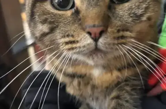 Найдена кошка, Солнечногорск, фото: Кошка найдена у Бургер Кинга, Красная 152