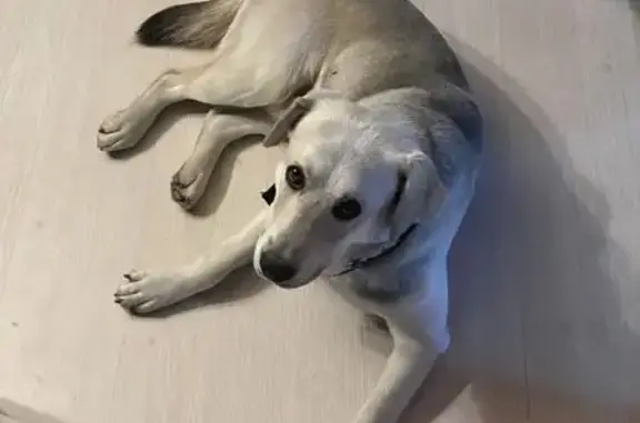 Собаки потеряшки, Сосновка, фото: Потеряшка пёс, Хабаровск, Шоссейный пер., 4