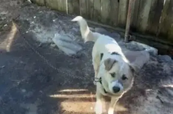 Собаки потеряшки, , фото: Потеряшка собака, Комсомольский пр-т, 12А