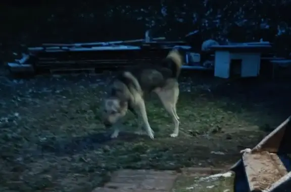 Пропала собака, Гавердово, Рязань