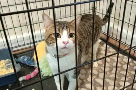 Найдена кошка, Санкт-Петербург, фото: Кошка найдена: Большая Монетная 21, СПб