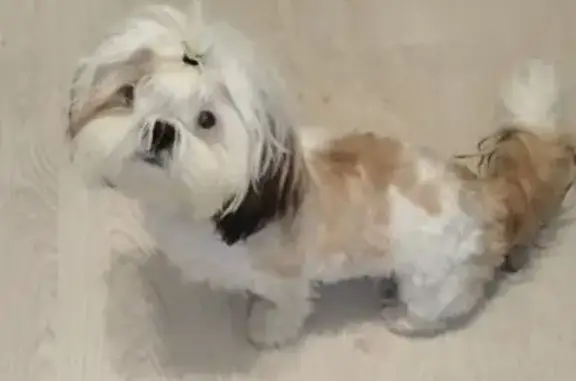 Найдена собака, , фото: Собака найдена на Трёхсвятской, 24, Тверь