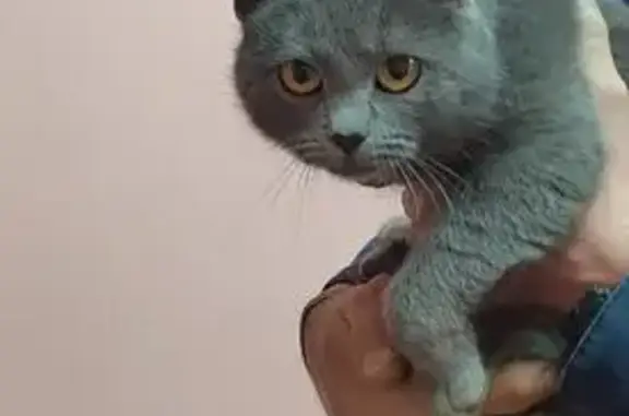 Найдена кошка, , фото: Кошка найдена: ул. Адмирала Ушакова