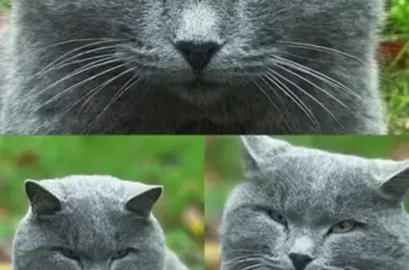 Найдена кошка, Махачкала, фото: Кошка найдена в парке на ул. Ломоносова