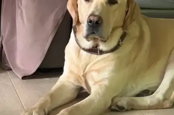 Собаки потеряшки, Барнаул, фото: Потеряшка собака, Власихинская 59Г/40, Барнаул