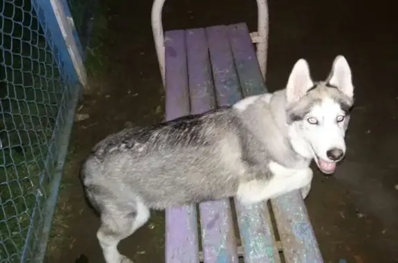 Пропал пес Скай, Сапроново 60А, Видное