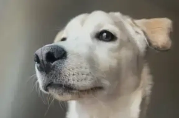 Найденные животные , фото: Собака найдена, Полынковская ул., Тамбов