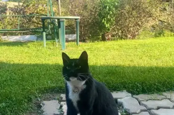 Кошки потеряшки, Подрезово, фото: Потеряшка кот Мотя, 1-й Летний пер., Подрезово
