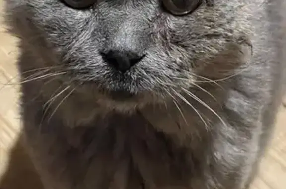 Найдена кошка, Нижегородская область, фото: Кот найден в Нижегородской области