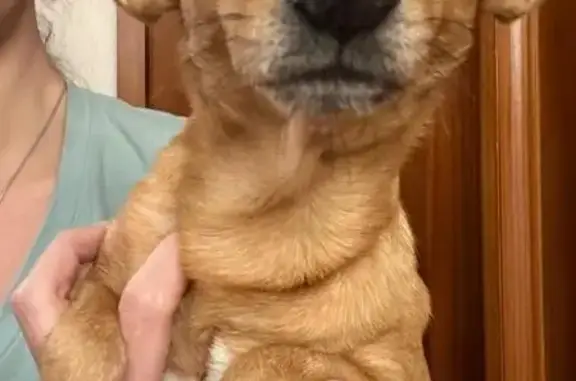 Найдена собака, Краснодар, фото: Собака найдена, ул. 1 Мая, 234, Краснодар