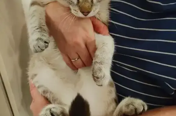 Найдена кошка, Новосибирск, фото: Кот найден: ул. Перевозчикова, 3/1