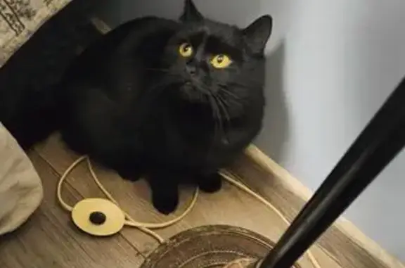 Пропала черная кошка, Дядьково МО