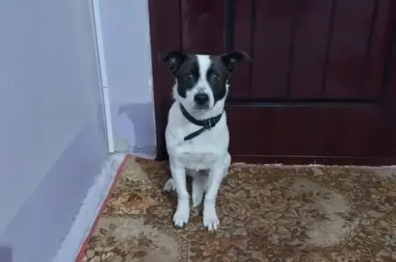 Найдена собака, Пинск, фото: Собака найдена: Красноармейская, 29, Пинск