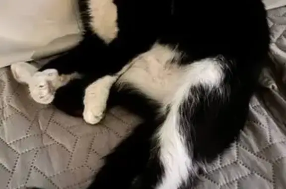 Кошки потеряшки, Москва, фото: Потеряшка кошка, Менжинского 24 к1, Москва