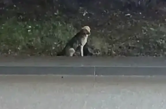 Собака на Авроры, 29, Уфа, нуждается в помощи