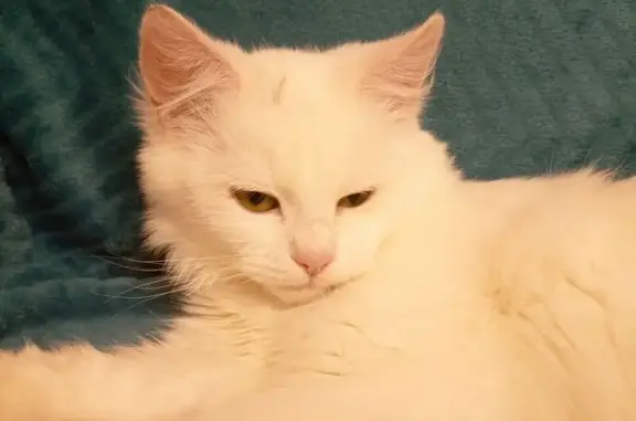 Кошка найдена: 4-я линия, Рязань