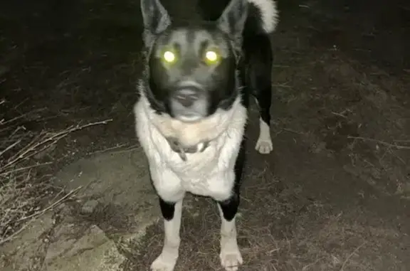 Найдена собака, Владимир, фото: Собака найдена: ул. Безыменского 12, Владимир