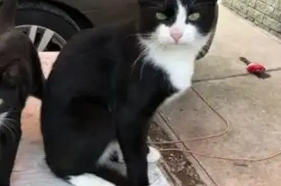 Пропала кошка на Волынской, 10 к2