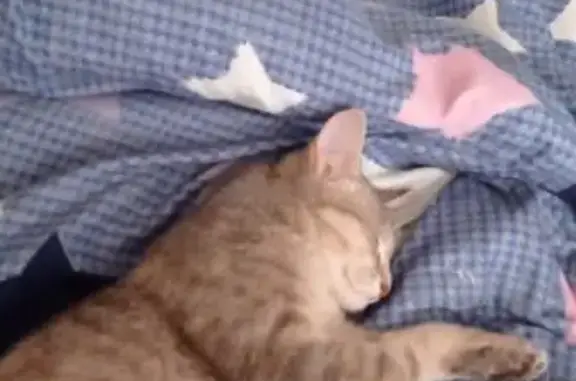 Пропала кошка, Карякинская 41, Рыбинск