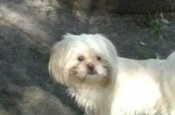 Пропала собака Соня, Рижский пр., 60А, Псков