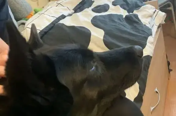 Пропала собака в Сосновом Бору, Ленобласть